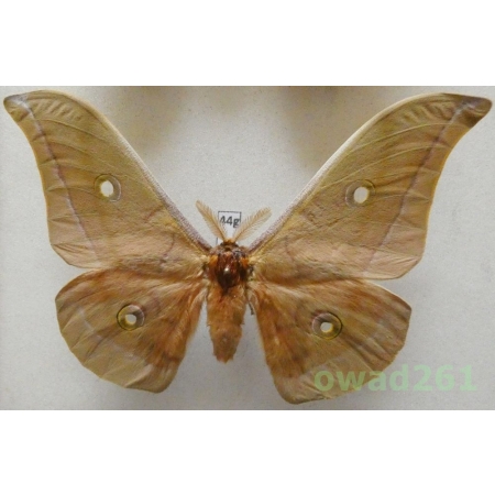 Antheraea pernyi (Guérin-Méneville, 1855) male ex. ovo China 118mm44g